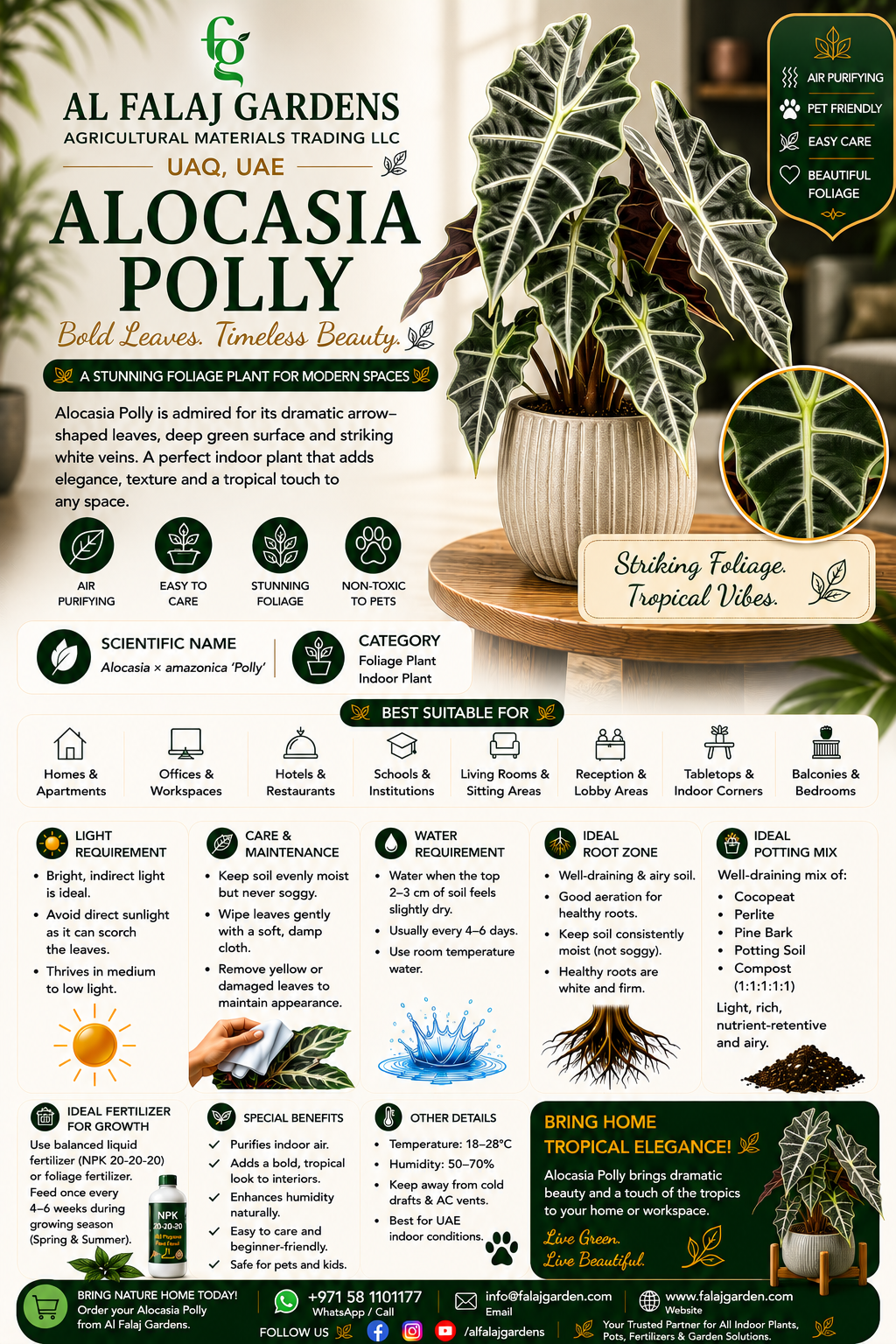 45. Alocasia Polly ENG 45. Alocasia Polly ENG