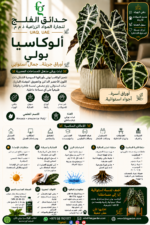 45. Alocasia Polly arabic