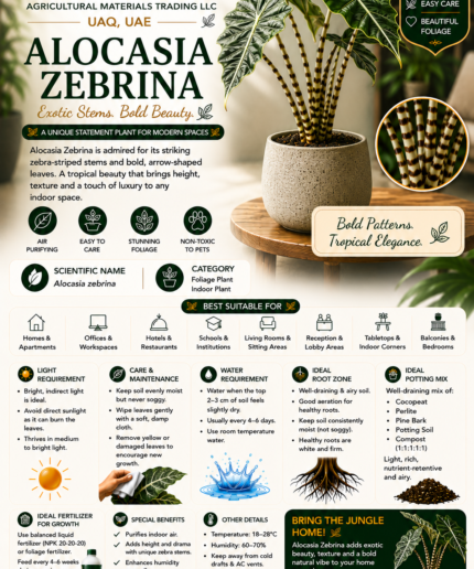 46. Alocasia Zebrina ENG