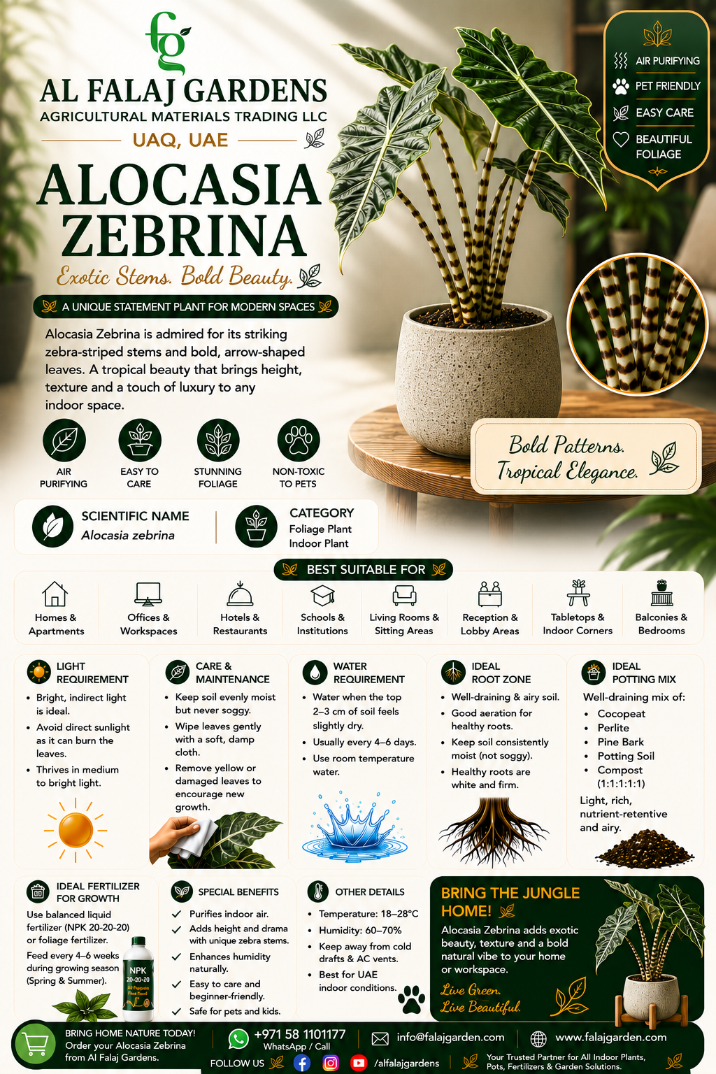 46. Alocasia Zebrina ENG 46. Alocasia Zebrina ENG