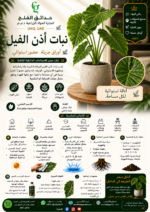 47. Elephant Ear Plant ARABIC