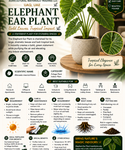 47. Elephant Ear Plant ENG