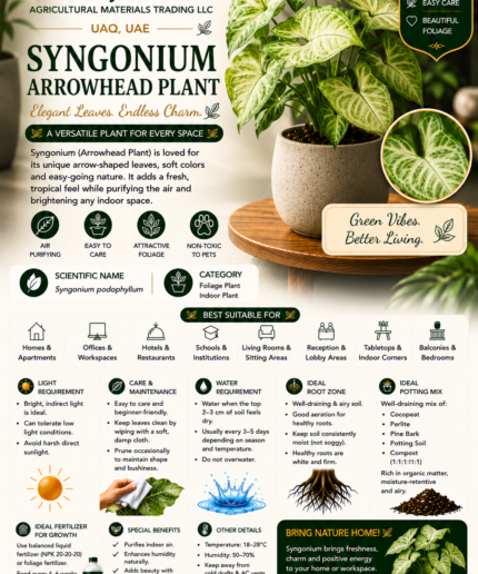 48. Syngonium Arrowhead Plant ENG