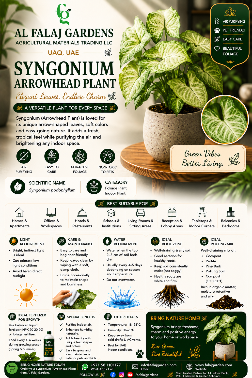 48. Syngonium Arrowhead Plant ENG 48. Syngonium Arrowhead Plant ENG