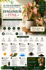 49. Syngonium Pink ENG