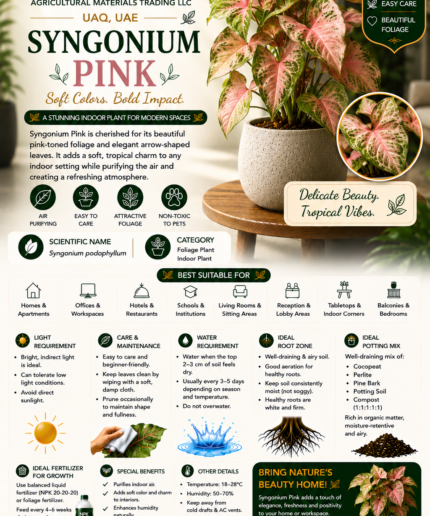 49. Syngonium Pink ENG