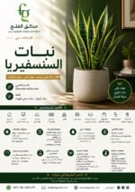 5.SNAKE PLANT-ARABIC