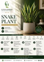 5.SNAKE PLANT ENG