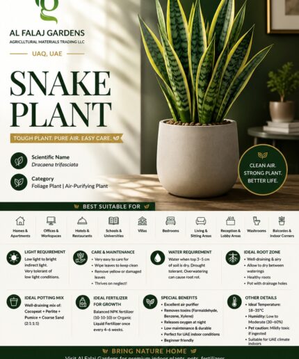 5.SNAKE PLANT ENG