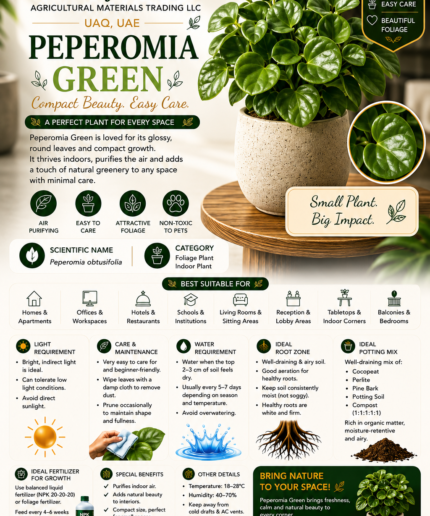50. Peperomia Green ENG
