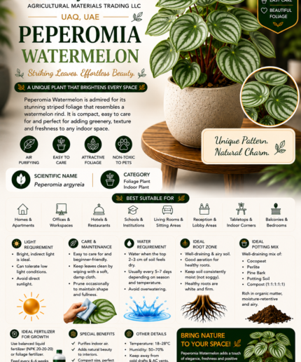 51. Peperomia Watermelon Eng