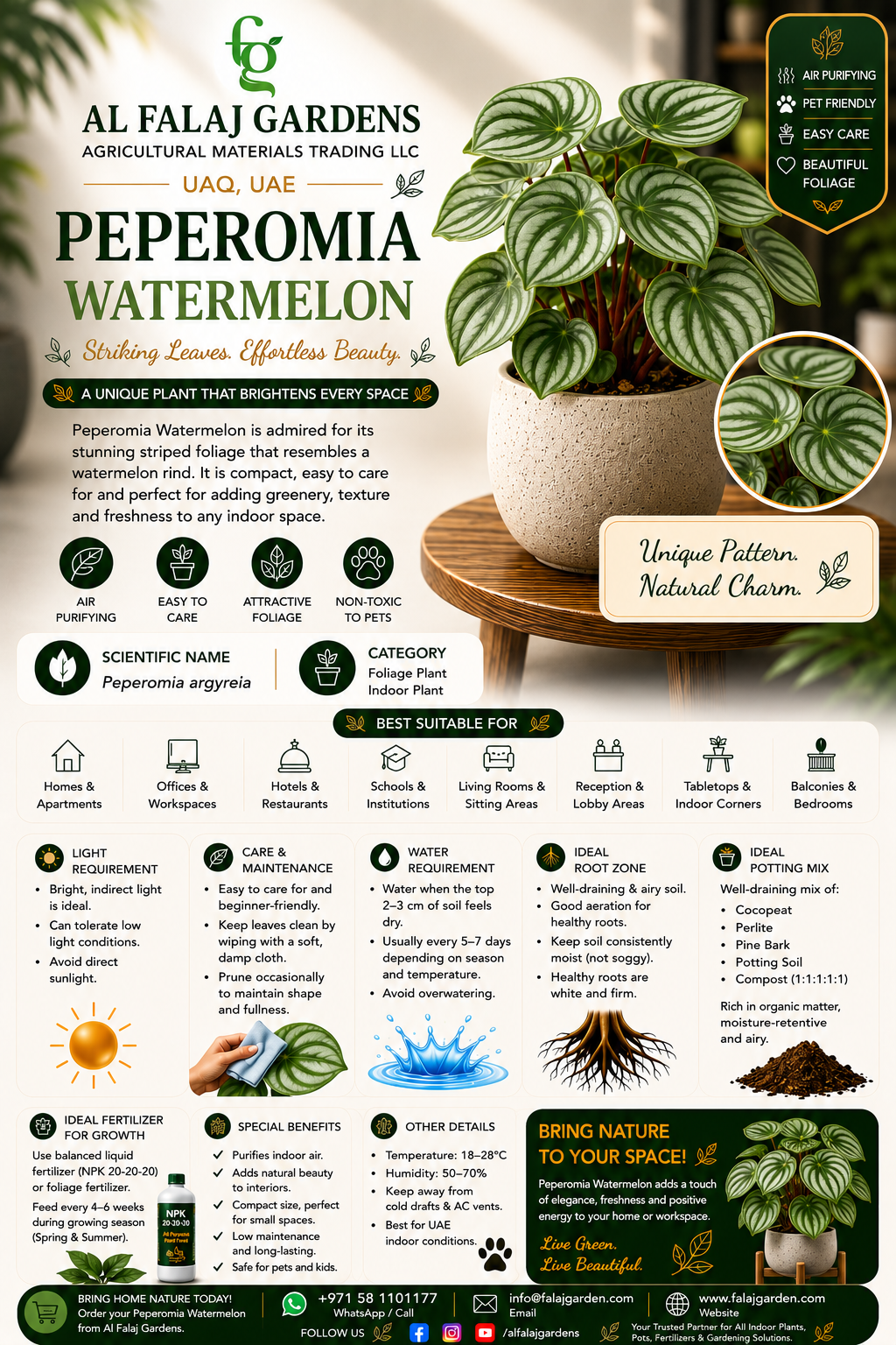 51. Peperomia Watermelon Eng 51. Peperomia Watermelon Eng