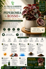 52. Peperomia Rosso ENG