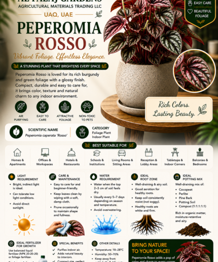 52. Peperomia Rosso ENG
