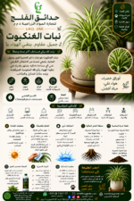 53. Spider Plant ARABIC