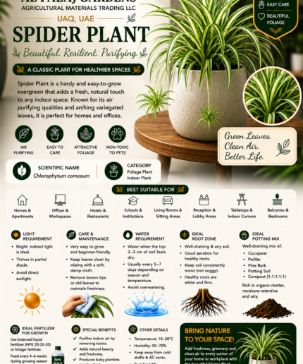53. Spider Plant ENG