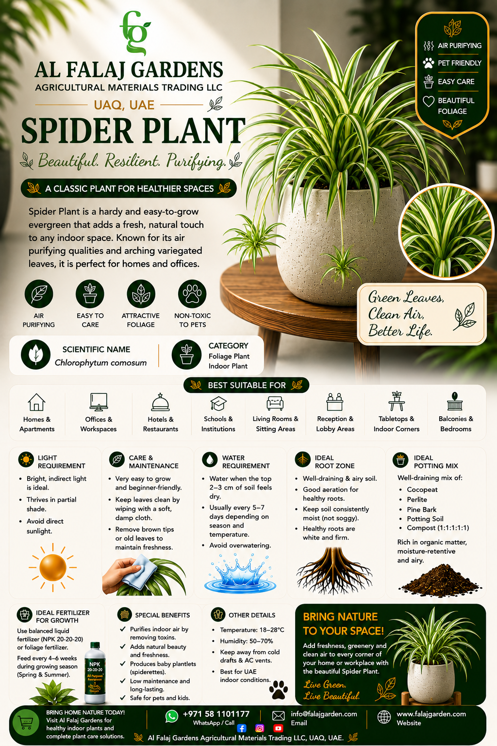 53. Spider Plant ENG 53. Spider Plant ENG