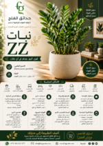 6.ZZ Plant ARABI