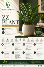 6. ZZ Plant ENG