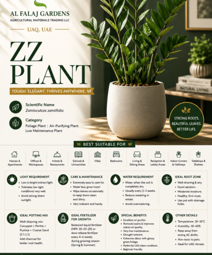 6. ZZ Plant ENG