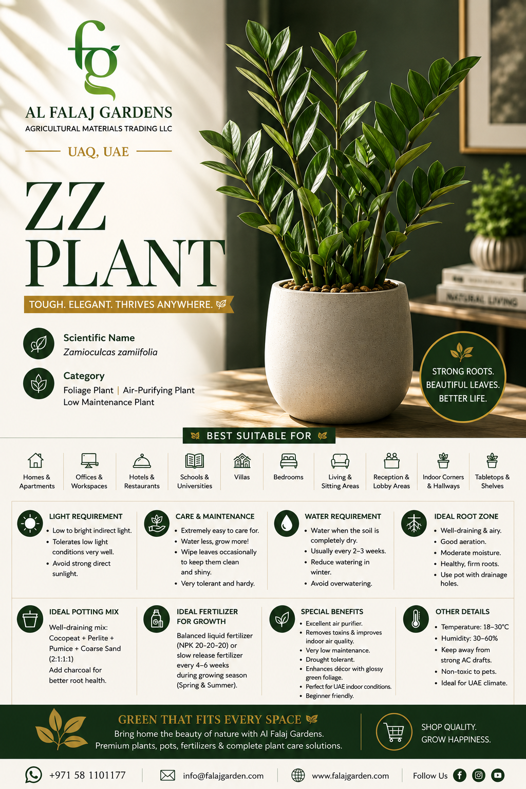 6. ZZ Plant ENG 6. ZZ Plant ENG