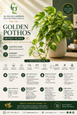 7. Golden Pothos Money Plant ENG