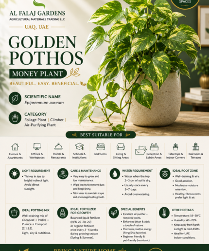 7. Golden Pothos Money Plant ENG