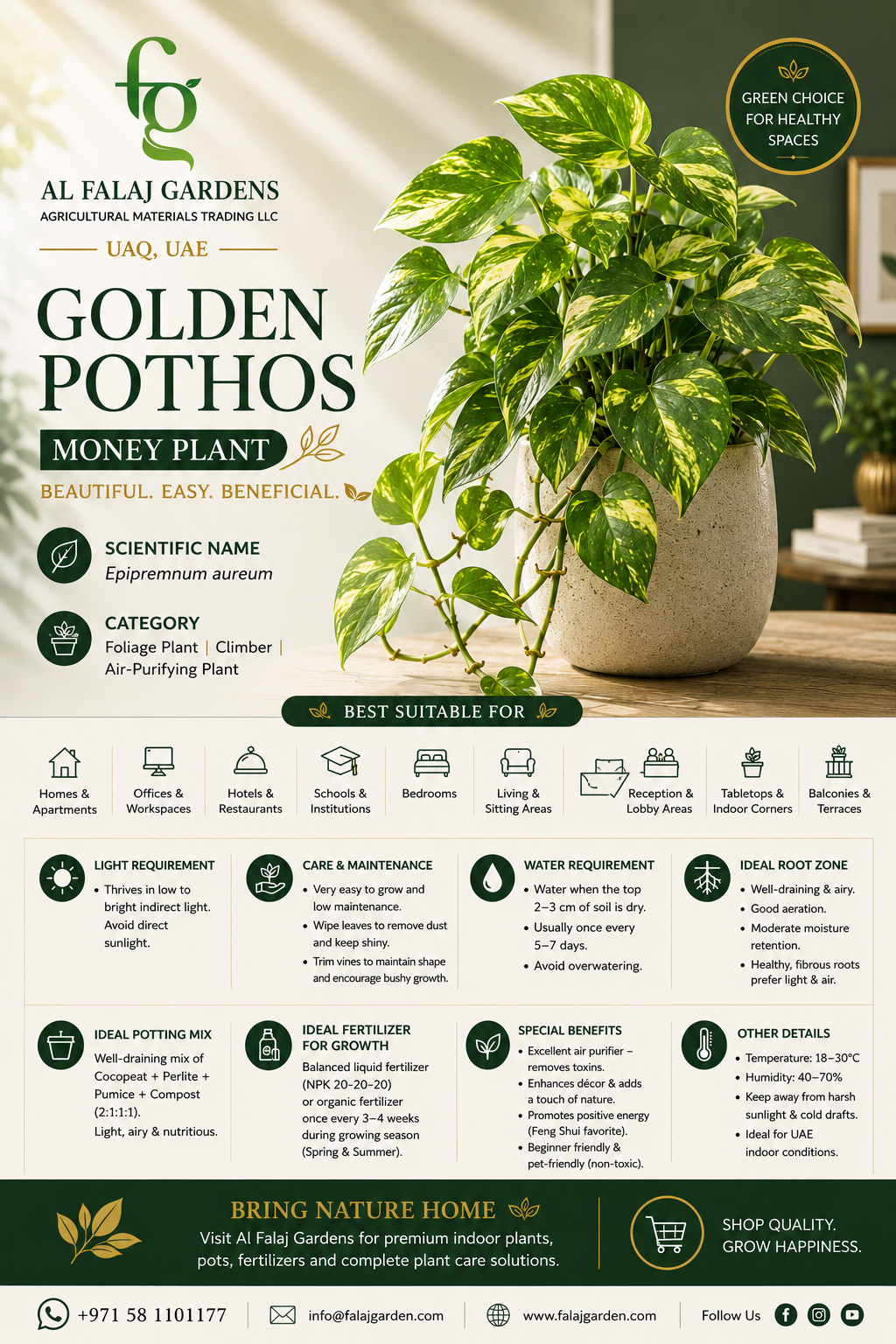 7. Golden Pothos Money Plant ENG 7. Golden Pothos Money Plant ENG