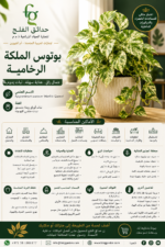 8. Marble Queen Pothos ARABIC