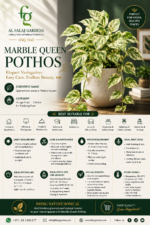 8. Marble Queen Pothos ENG