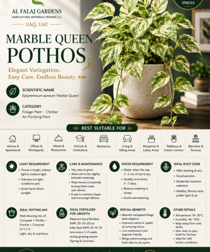 8. Marble Queen Pothos ENG