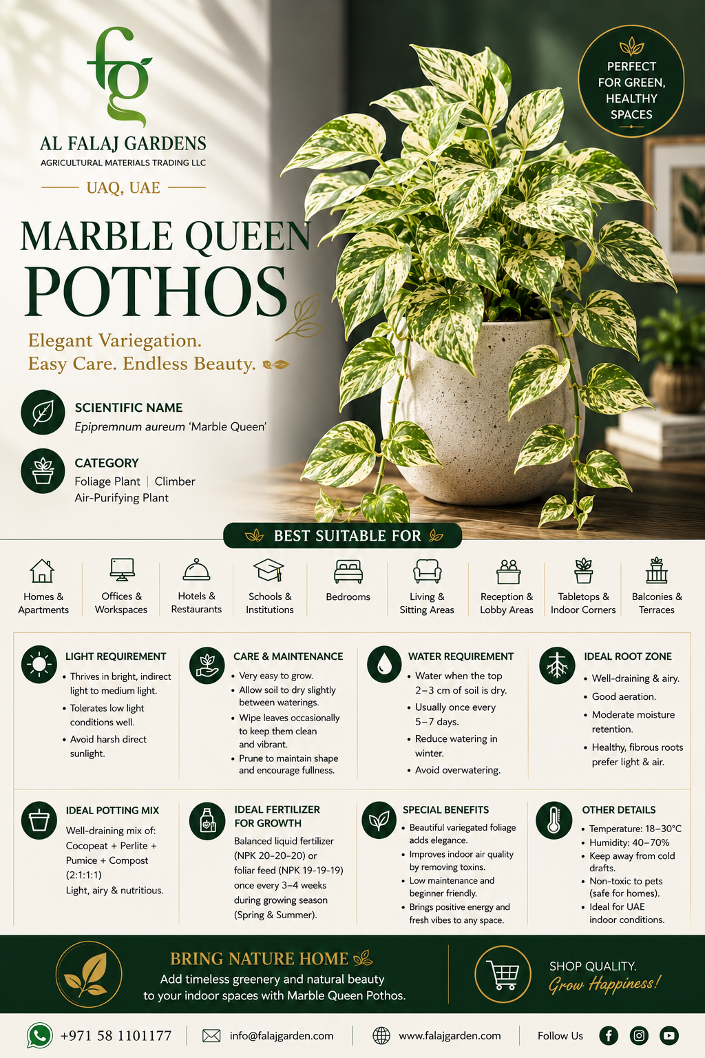8. Marble Queen Pothos ENG 8. Marble Queen Pothos ENG