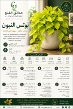 9. Neon Pothos ARABIC