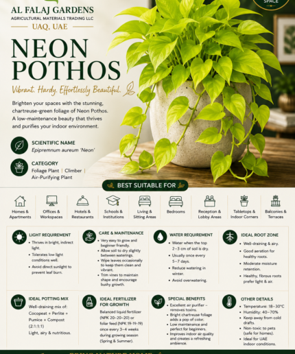 9. Neon Pothos ENG
