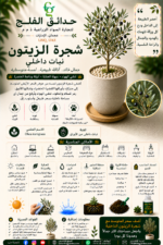 100. Olive Indoor Plant ARABIC