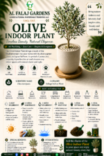 100. Olive Indoor Plant ENG