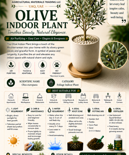 100. Olive Indoor Plant ENG