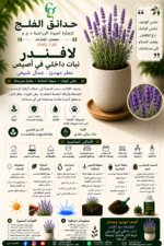 101. Lavender Indoor Pot ARABIC