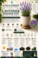 101. Lavender Indoor Pot ENG