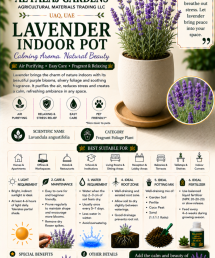 101. Lavender Indoor Pot ENG