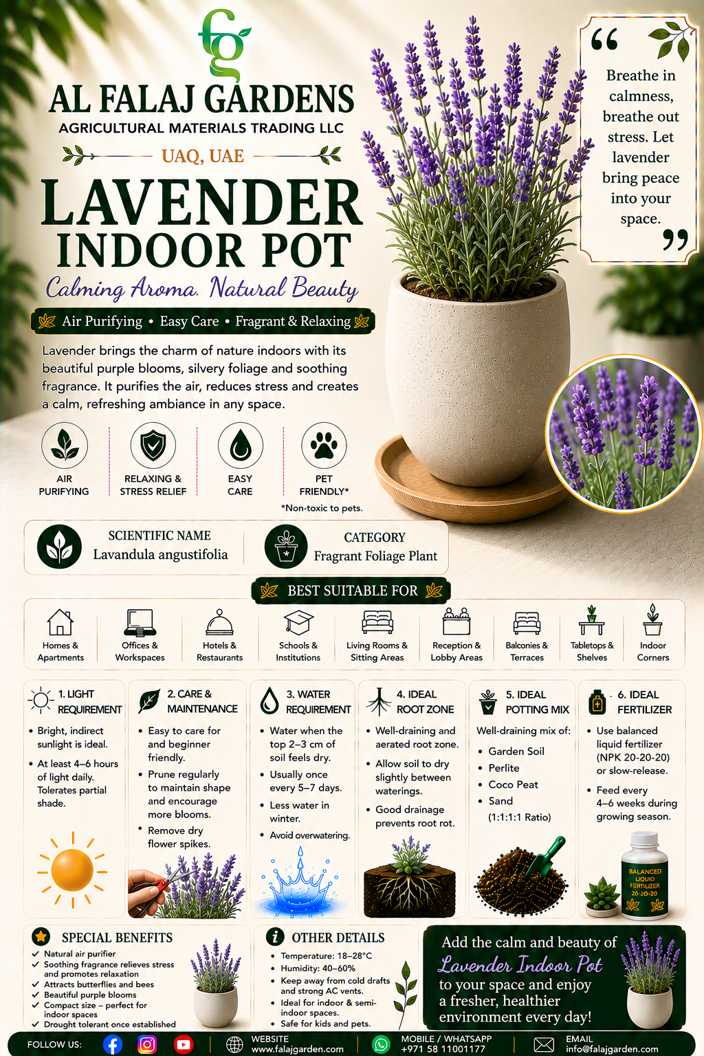 101. Lavender Indoor Pot ENG 101. Lavender Indoor Pot ENG