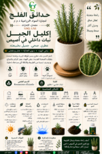 102. Rosemary Indoor Pot ARABIC
