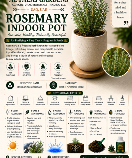 102. Rosemary Indoor Pot ENG