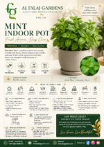 103. Mint Indoor Pot ENG