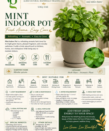 103. Mint Indoor Pot ENG