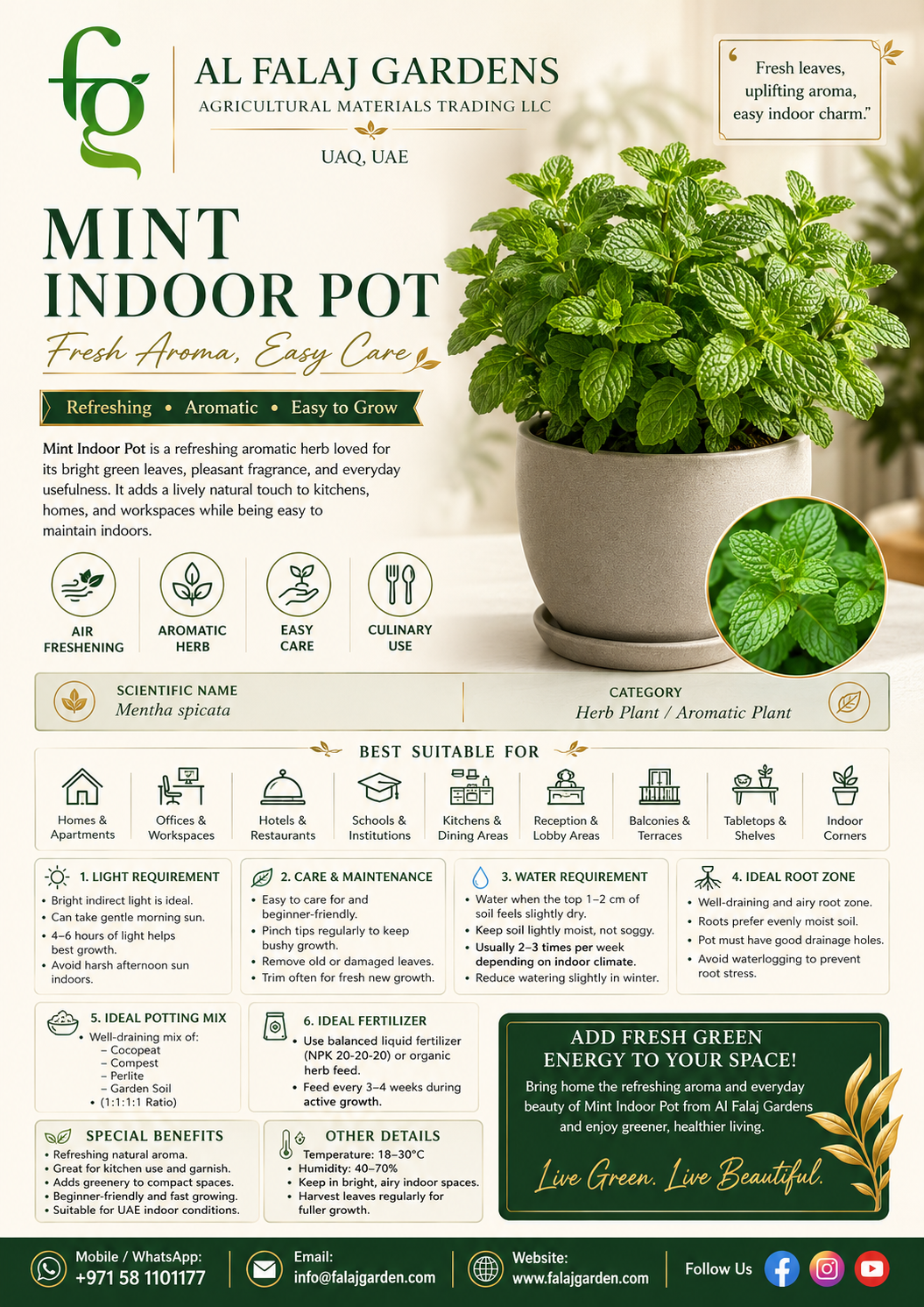 103. Mint Indoor Pot ENG 103. Mint Indoor Pot ENG