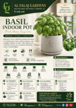 104. Basil Indoor Pot ENG