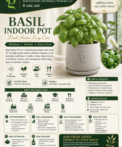 104. Basil Indoor Pot ENG