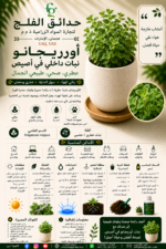 105. Oregano Indoor Pot ARABIC