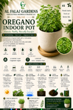 105. Oregano Indoor Pot ENG